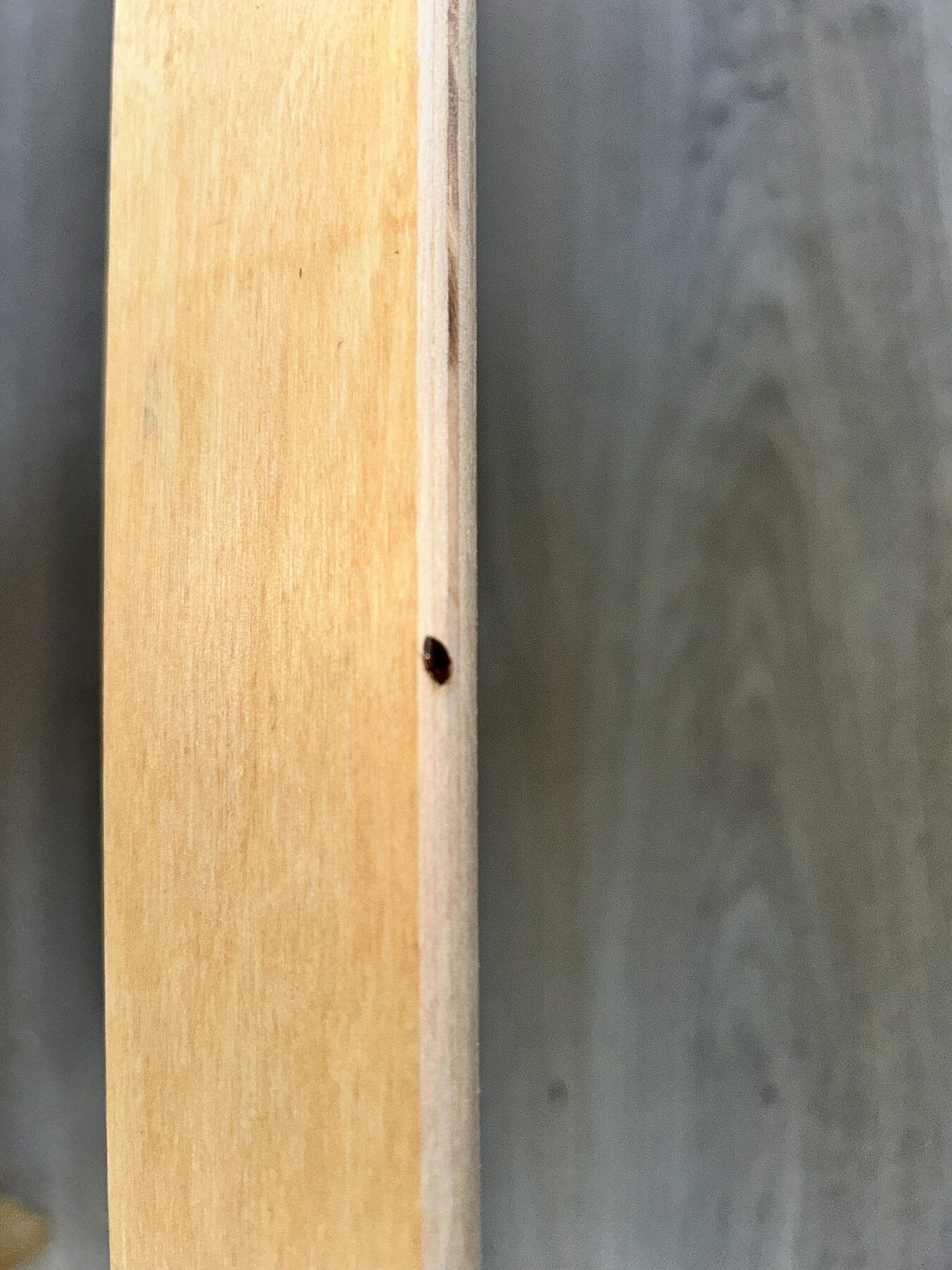 Punaise de lit repérée sur une latte de sommier en bois